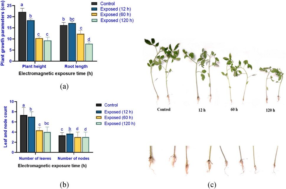 El efecto de la radiación electromagnética en los parámetros de crecimiento (a) Altura de la planta y longitud de la raíz (b) Número de hojas y número de nudos (c) Control e imagen de plántulas expuestas .