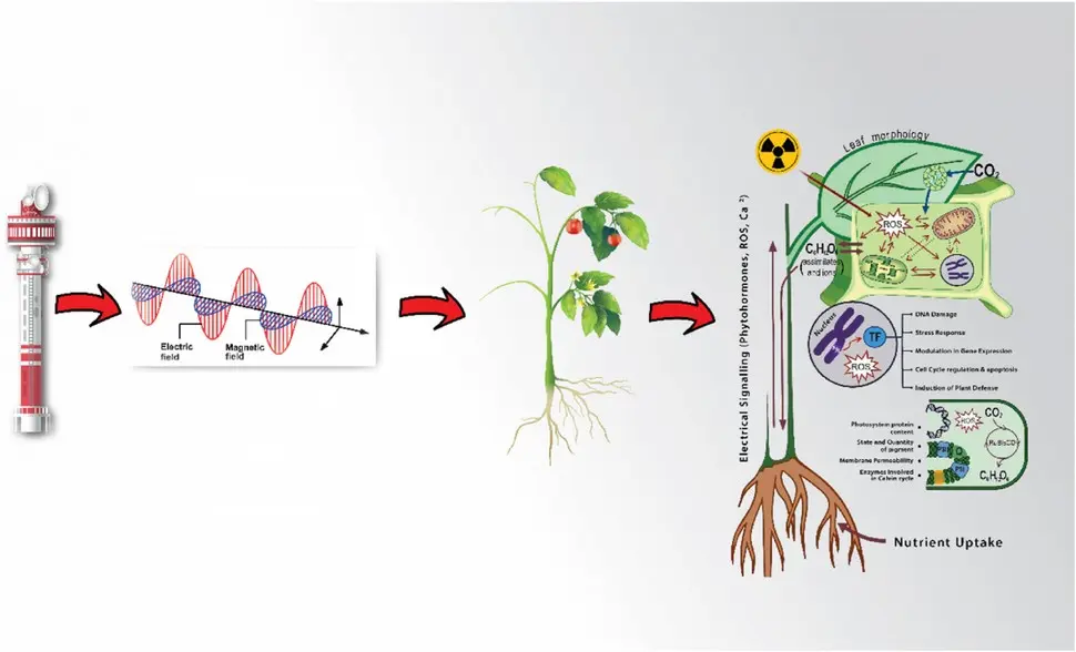Efectos de las radiaciones no ionizantes en las plantas.