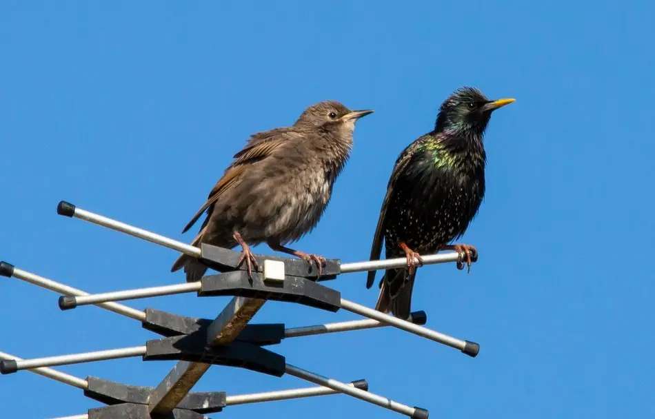 aves en descanso